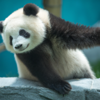 Panda stretching body while standing