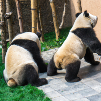 Panda stretching body while standing by another panda